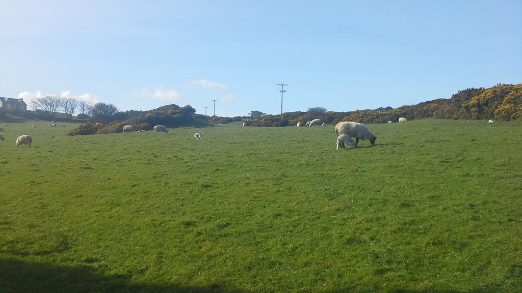 Leafy Lane Guesthouse Amlwch Bagian luar foto